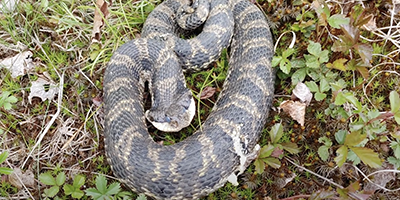 Toledo snake